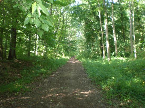 11 km Le bois des Bouleaux