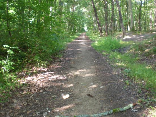 Sous les bois